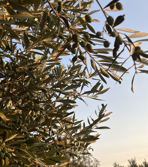 Early Harvest Fresh olive oils from Greece