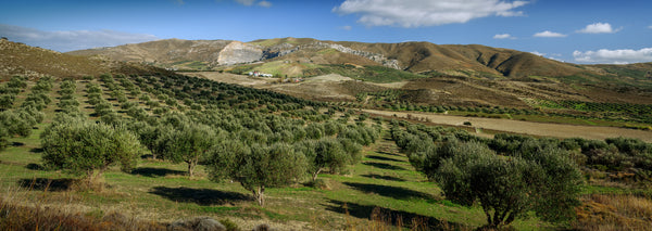 Producer | Skoutari Olive Oil