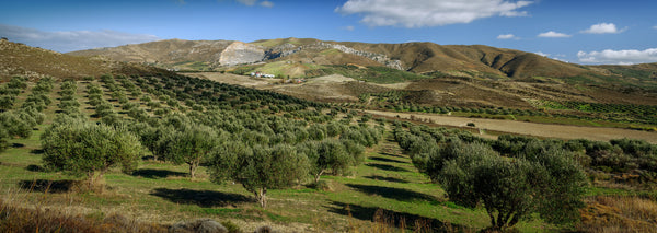 Olive Oil groves in Greece