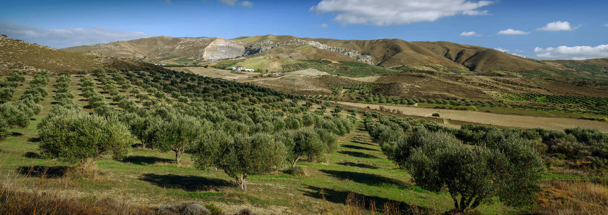 Fresh Extra Virgin Oils | New Harvest 2025 - 2026