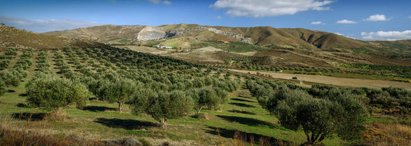 Fresh Olive Oils Harvest 2023 - 2024