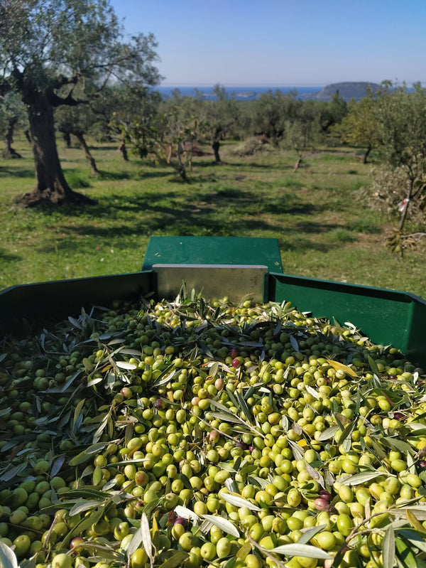 Extra Virgin Olive Oils | Rich in Polyphenols