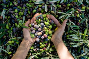 Fresh olive oils from Greece. New harvest olive oils 2022 -2023. Early harvest olive oils