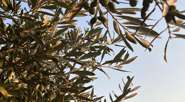 Early Harvest Fresh olive oils from Greece