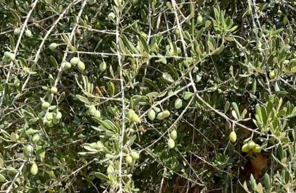 Great Extra Virgin Olive Oils from Greece (Copy)