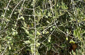 Great Extra Virgin Olive Oils from Greece