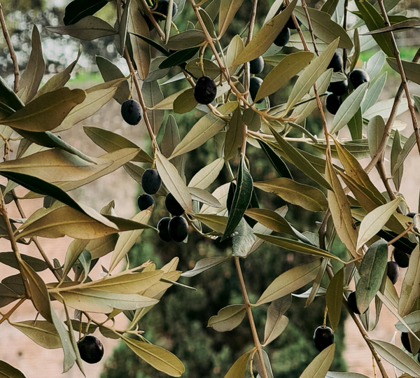 Great Extra Virgin Olive Oils from Greece