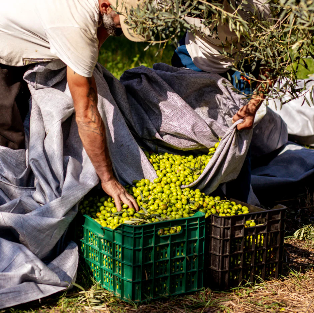 Extra Virgin Olive Oils |  Koroneiki Variety