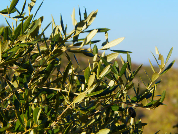 Koroneiki Trees Pelopnnese