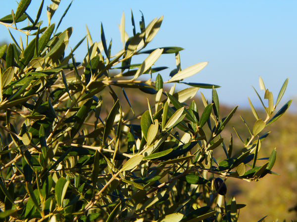 Table Olives