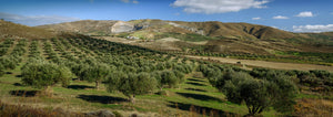 Producer | Olive Tentation