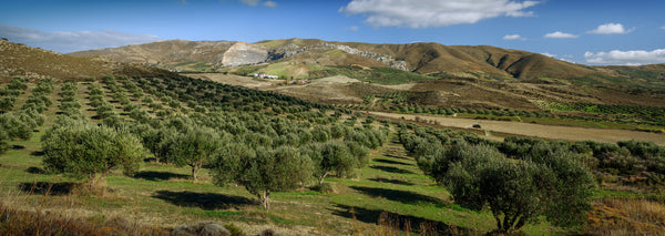 Greek Olives