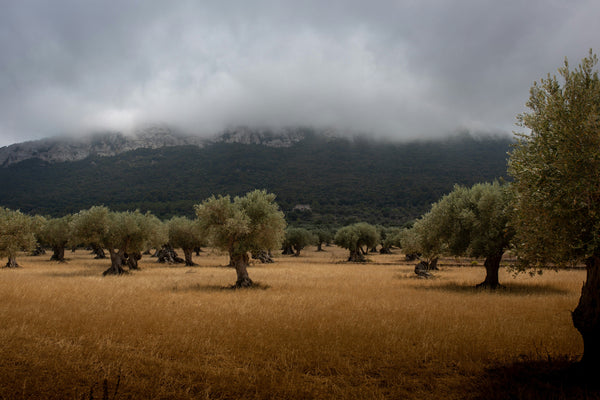ORGANIC OLIVE TREES GREECE
