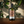 Le Master Miller Papadopoulos Blend biologique EVOO - 500ml
